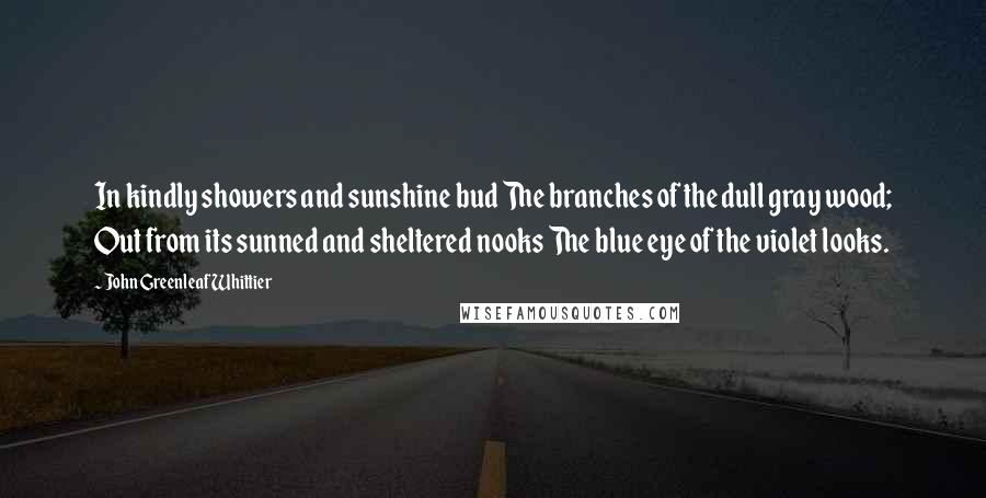 John Greenleaf Whittier Quotes: In kindly showers and sunshine bud The branches of the dull gray wood; Out from its sunned and sheltered nooks The blue eye of the violet looks.