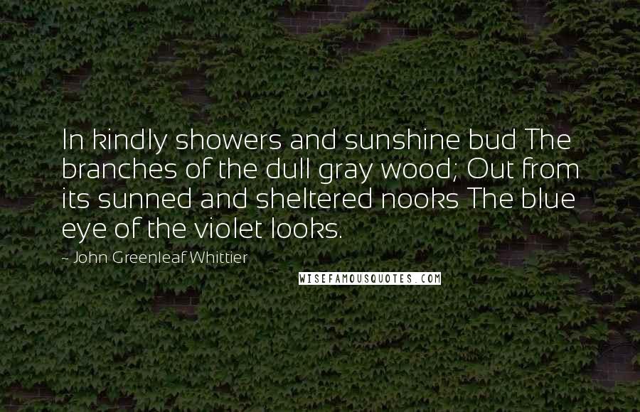 John Greenleaf Whittier Quotes: In kindly showers and sunshine bud The branches of the dull gray wood; Out from its sunned and sheltered nooks The blue eye of the violet looks.