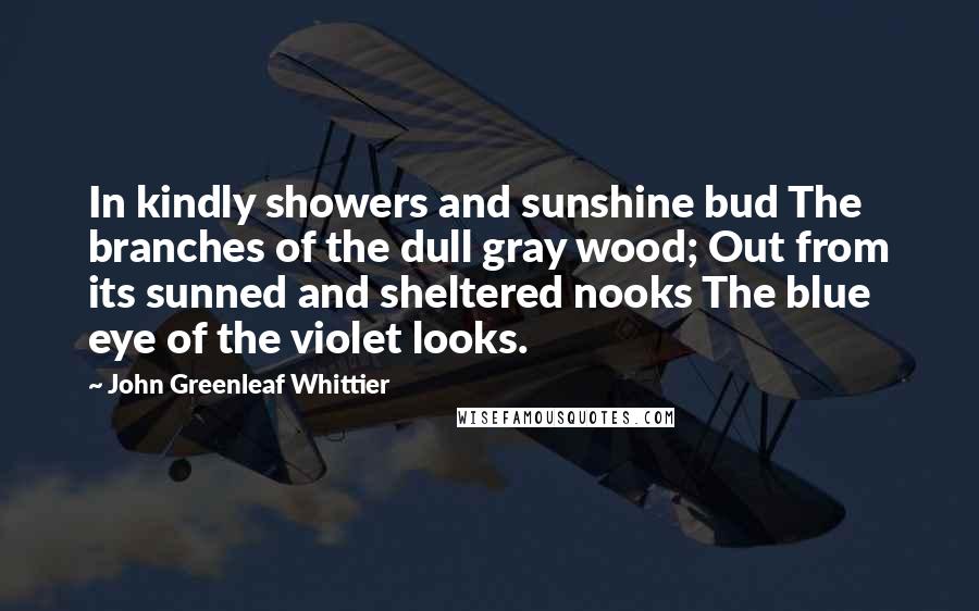 John Greenleaf Whittier Quotes: In kindly showers and sunshine bud The branches of the dull gray wood; Out from its sunned and sheltered nooks The blue eye of the violet looks.