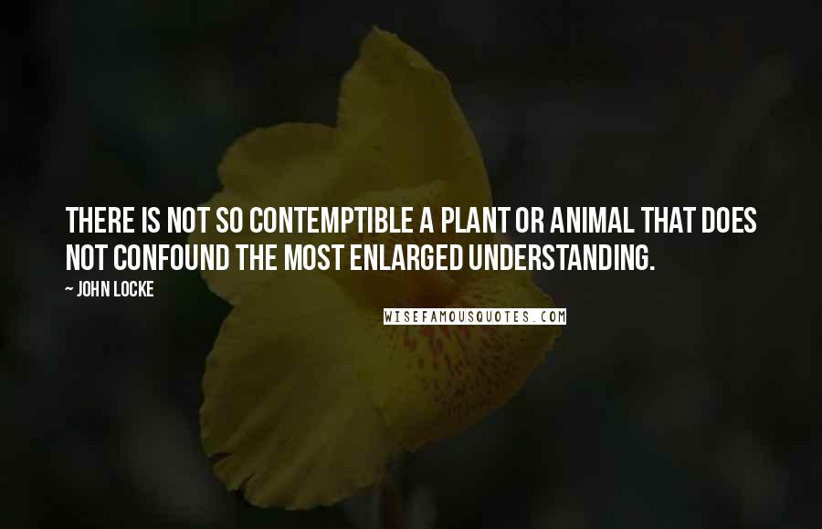 John Locke Quotes: There is not so contemptible a plant or animal that does not confound the most enlarged understanding.