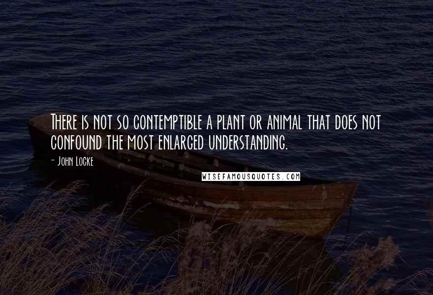 John Locke Quotes: There is not so contemptible a plant or animal that does not confound the most enlarged understanding.