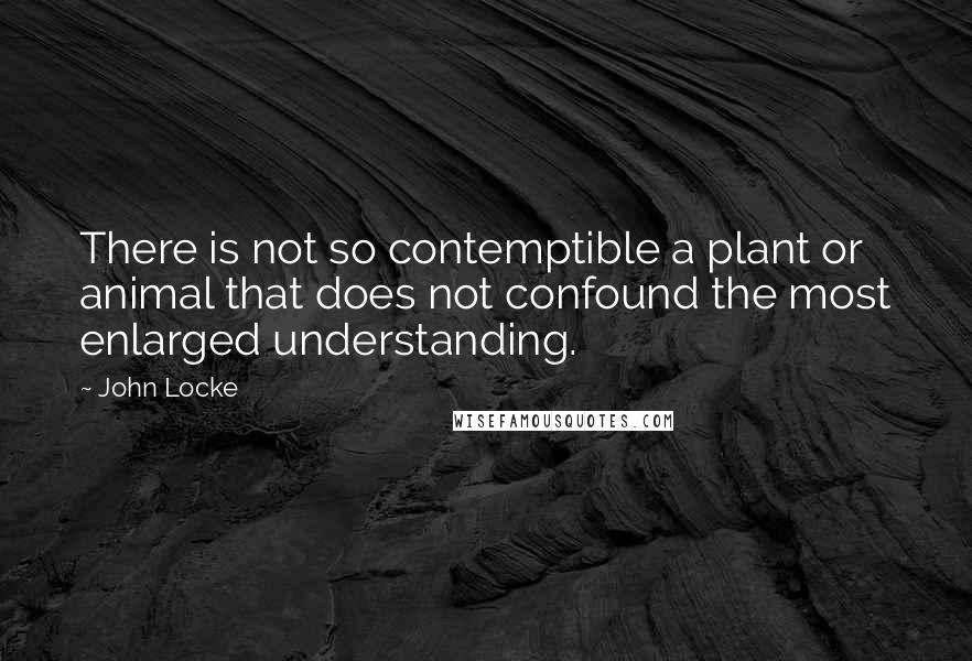 John Locke Quotes: There is not so contemptible a plant or animal that does not confound the most enlarged understanding.