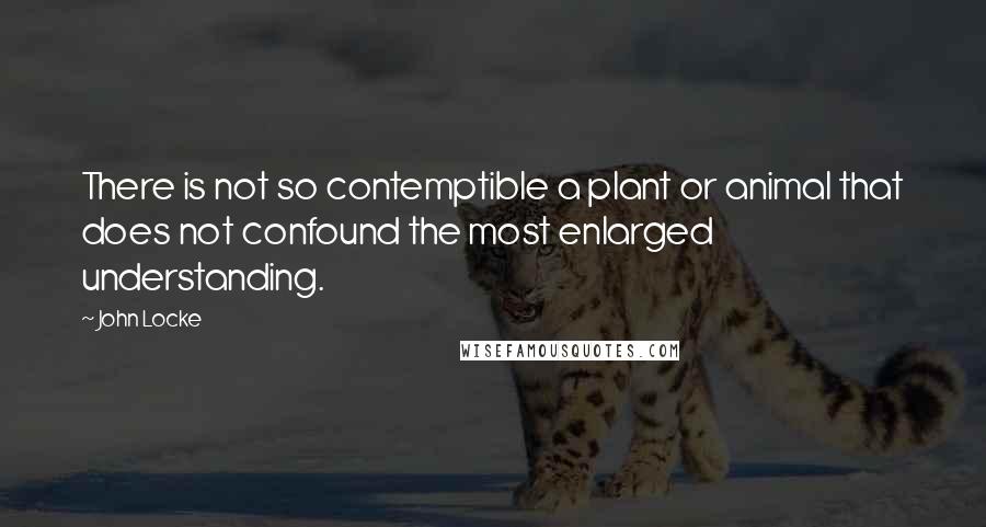 John Locke Quotes: There is not so contemptible a plant or animal that does not confound the most enlarged understanding.