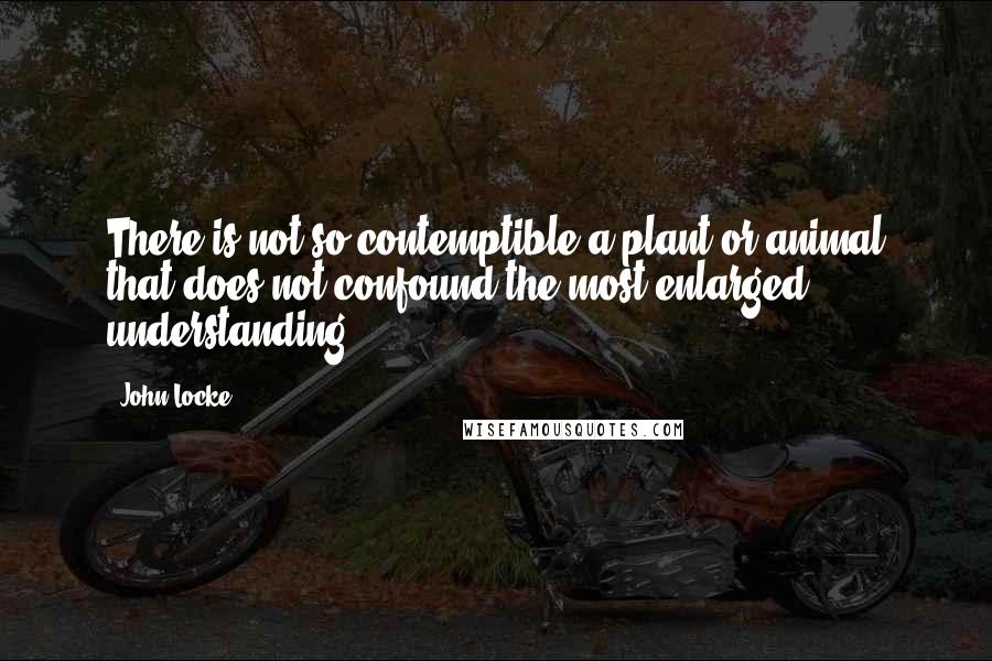 John Locke Quotes: There is not so contemptible a plant or animal that does not confound the most enlarged understanding.