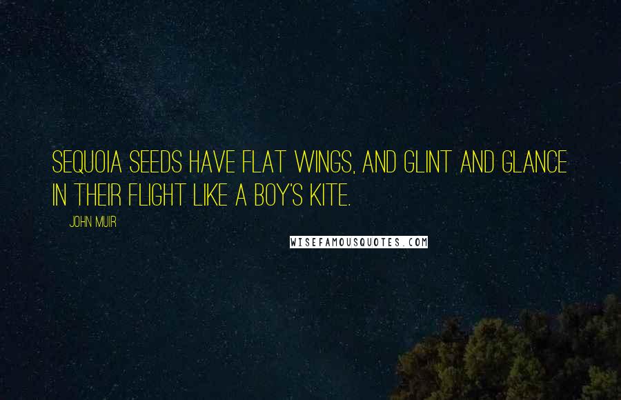 John Muir Quotes: Sequoia seeds have flat wings, and glint and glance in their flight like a boy's kite.