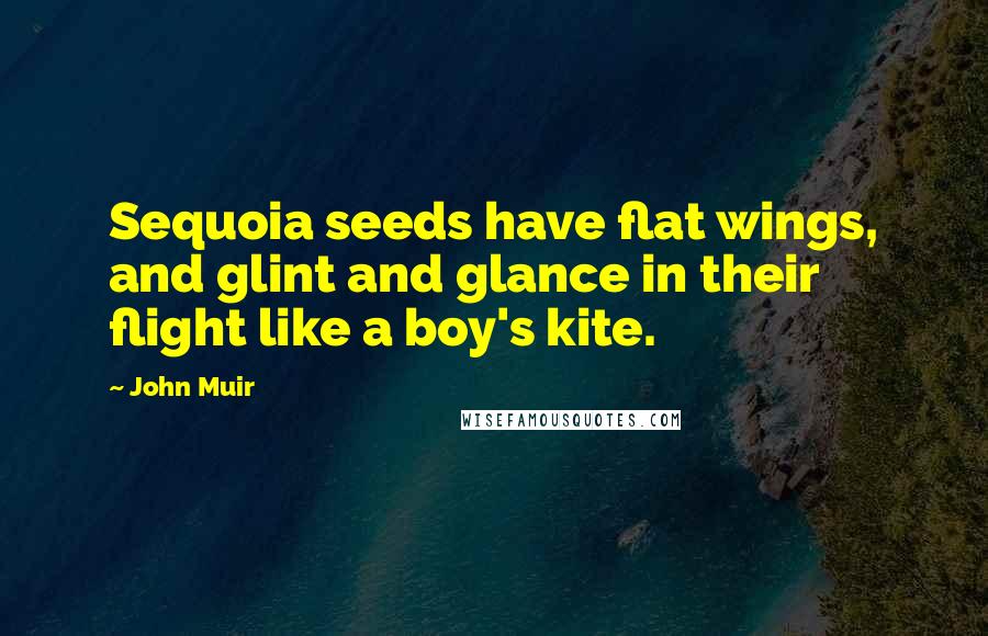 John Muir Quotes: Sequoia seeds have flat wings, and glint and glance in their flight like a boy's kite.