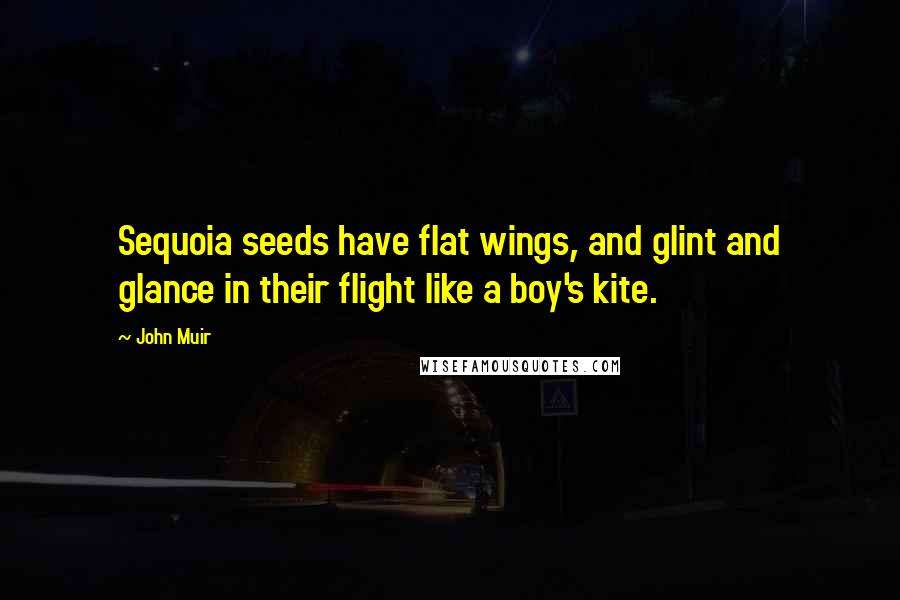 John Muir Quotes: Sequoia seeds have flat wings, and glint and glance in their flight like a boy's kite.