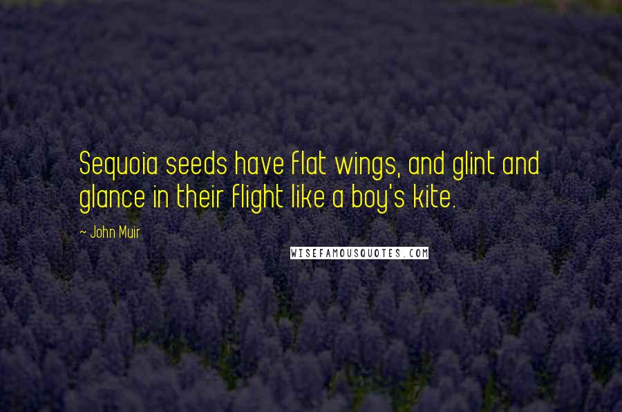 John Muir Quotes: Sequoia seeds have flat wings, and glint and glance in their flight like a boy's kite.