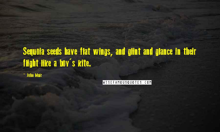John Muir Quotes: Sequoia seeds have flat wings, and glint and glance in their flight like a boy's kite.