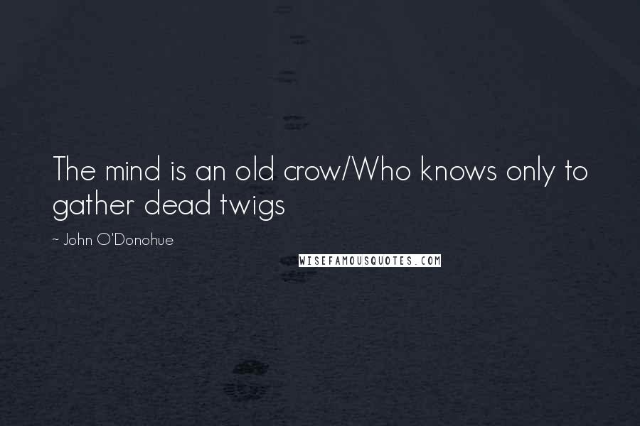 John O'Donohue Quotes: The mind is an old crow/Who knows only to gather dead twigs