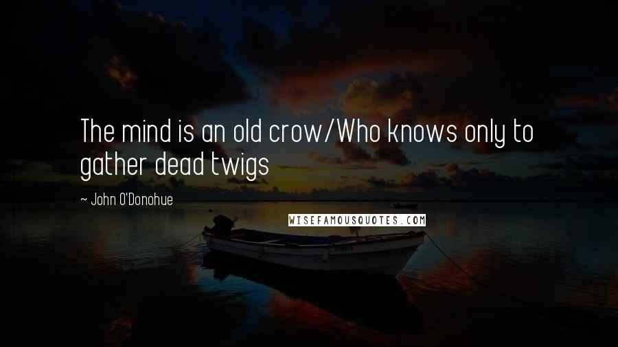 John O'Donohue Quotes: The mind is an old crow/Who knows only to gather dead twigs