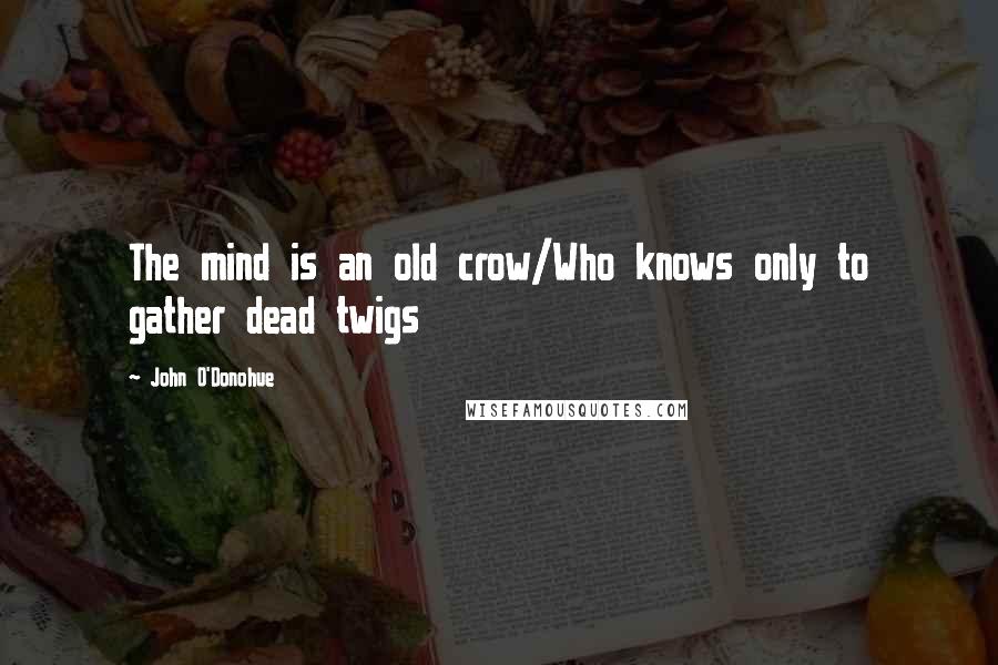 John O'Donohue Quotes: The mind is an old crow/Who knows only to gather dead twigs