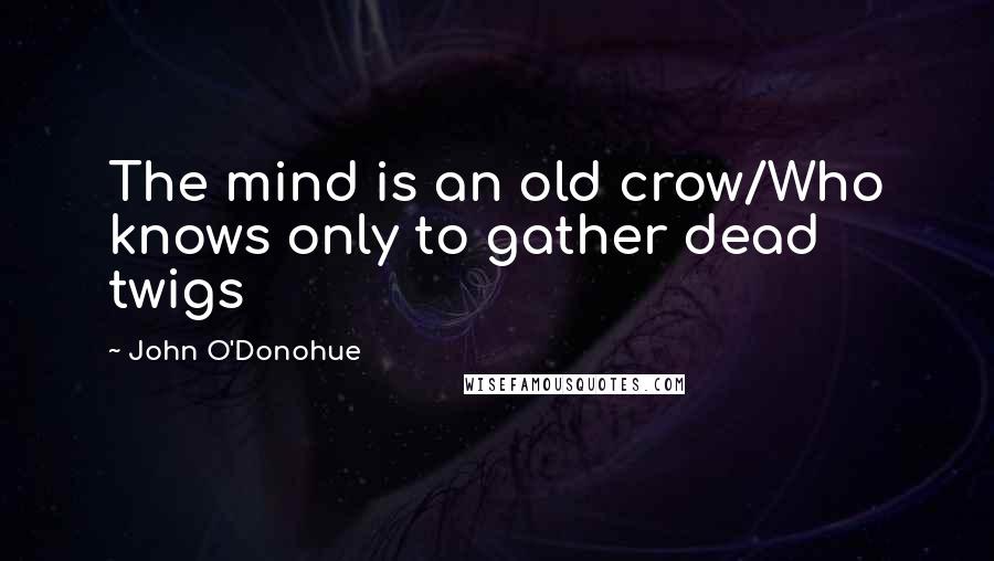 John O'Donohue Quotes: The mind is an old crow/Who knows only to gather dead twigs