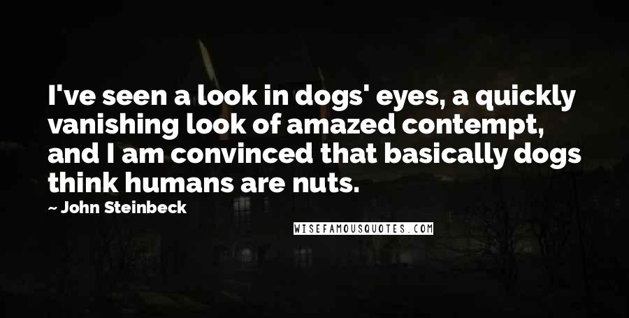 John Steinbeck Quotes: I've seen a look in dogs' eyes, a quickly vanishing look of amazed contempt, and I am convinced that basically dogs think humans are nuts.