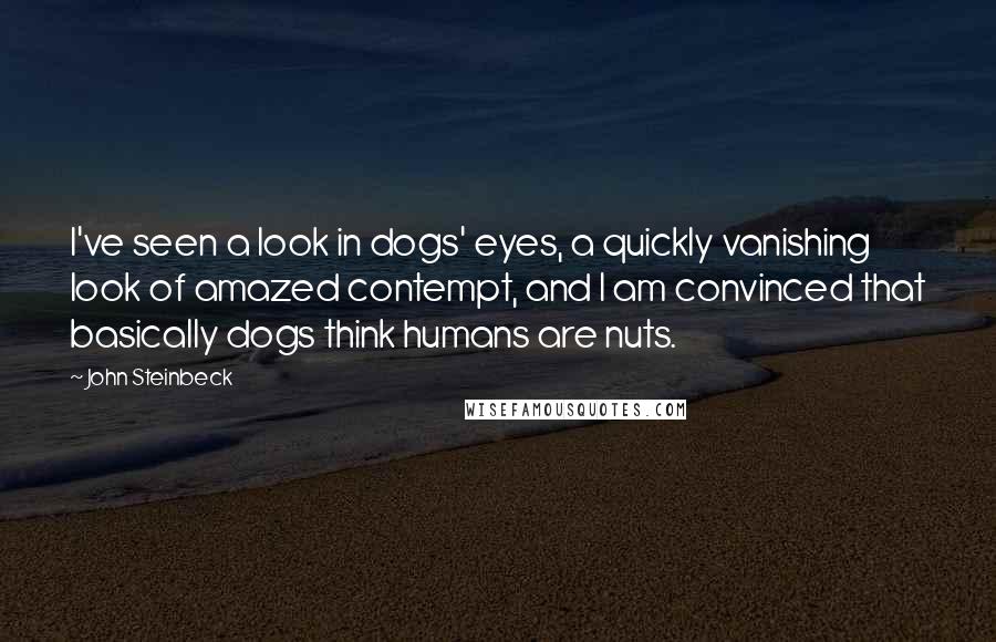 John Steinbeck Quotes: I've seen a look in dogs' eyes, a quickly vanishing look of amazed contempt, and I am convinced that basically dogs think humans are nuts.