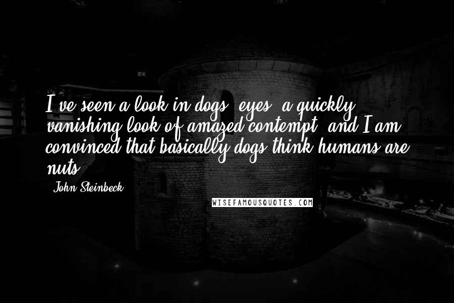 John Steinbeck Quotes: I've seen a look in dogs' eyes, a quickly vanishing look of amazed contempt, and I am convinced that basically dogs think humans are nuts.