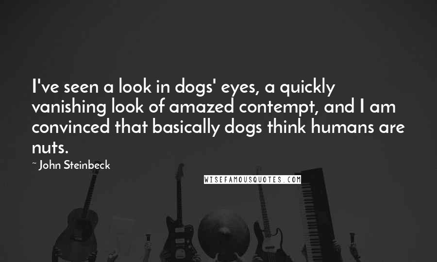 John Steinbeck Quotes: I've seen a look in dogs' eyes, a quickly vanishing look of amazed contempt, and I am convinced that basically dogs think humans are nuts.