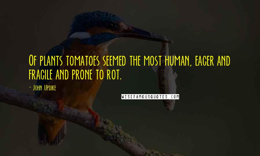 John Updike Quotes: Of plants tomatoes seemed the most human, eager and fragile and prone to rot.