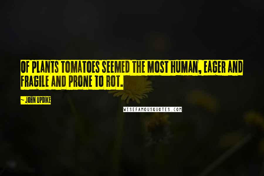 John Updike Quotes: Of plants tomatoes seemed the most human, eager and fragile and prone to rot.