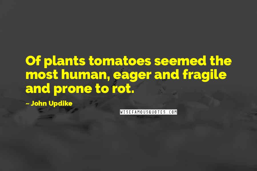 John Updike Quotes: Of plants tomatoes seemed the most human, eager and fragile and prone to rot.
