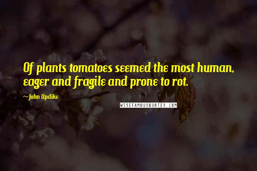 John Updike Quotes: Of plants tomatoes seemed the most human, eager and fragile and prone to rot.