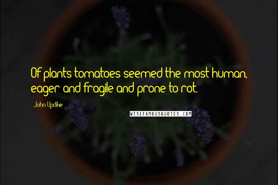 John Updike Quotes: Of plants tomatoes seemed the most human, eager and fragile and prone to rot.