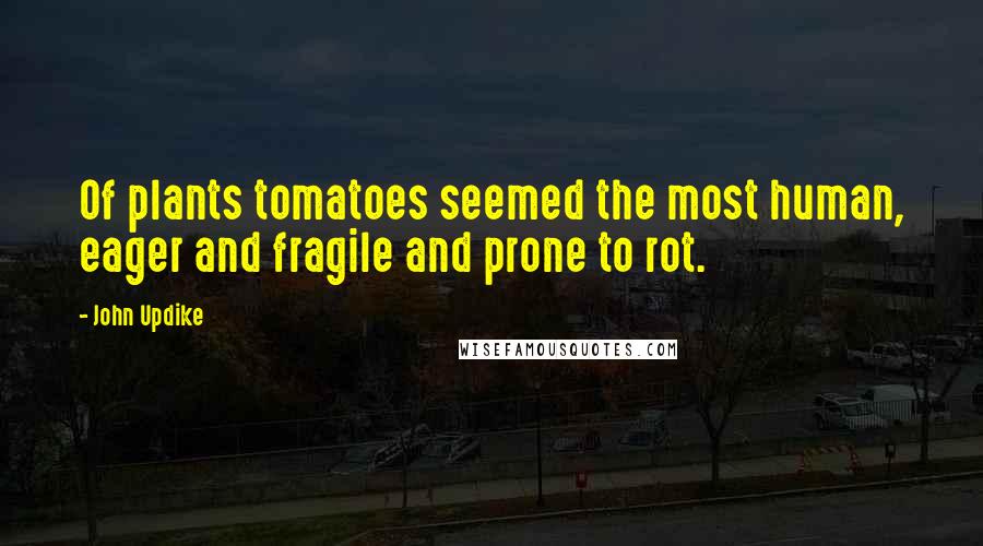 John Updike Quotes: Of plants tomatoes seemed the most human, eager and fragile and prone to rot.