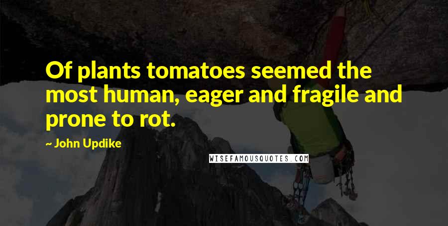 John Updike Quotes: Of plants tomatoes seemed the most human, eager and fragile and prone to rot.