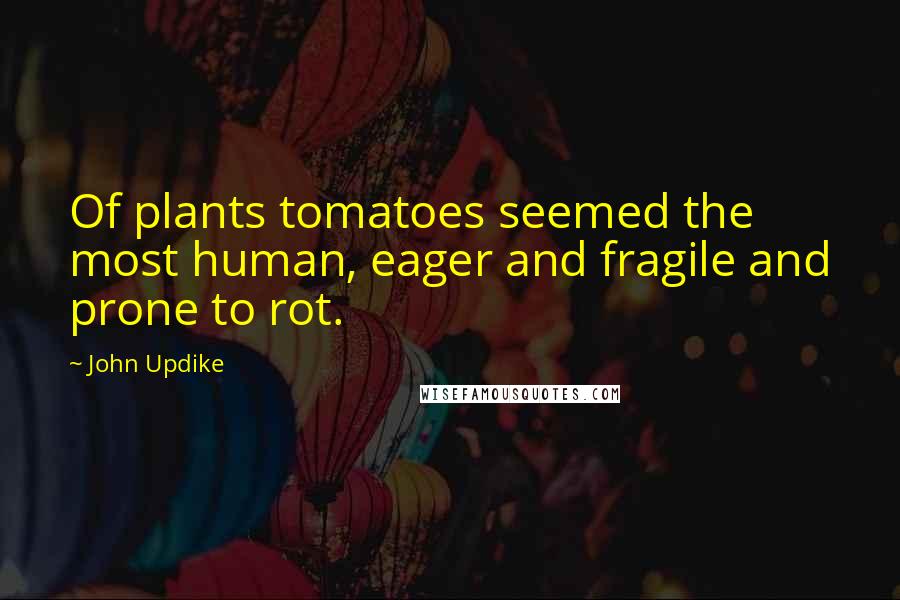 John Updike Quotes: Of plants tomatoes seemed the most human, eager and fragile and prone to rot.