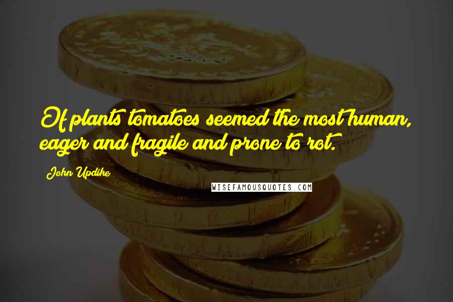 John Updike Quotes: Of plants tomatoes seemed the most human, eager and fragile and prone to rot.