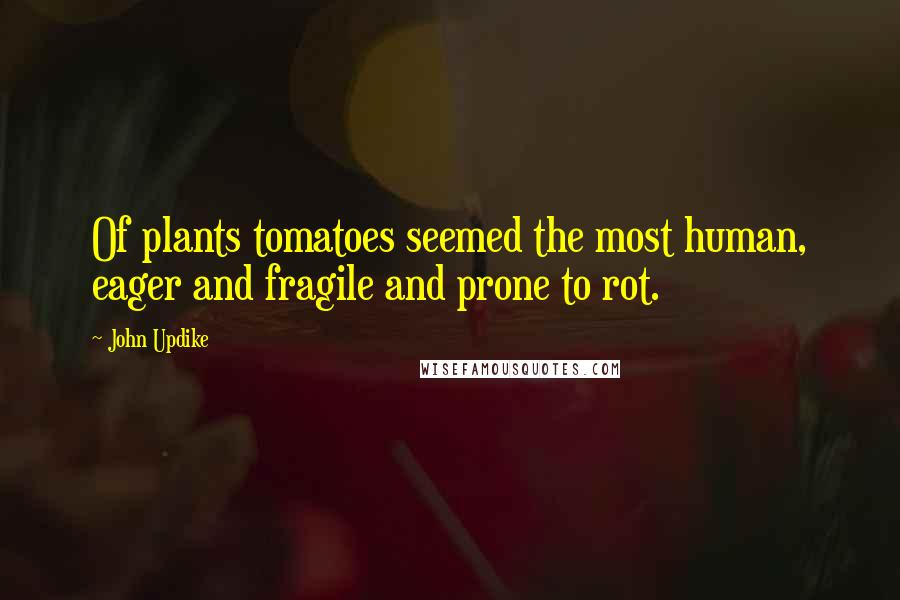 John Updike Quotes: Of plants tomatoes seemed the most human, eager and fragile and prone to rot.