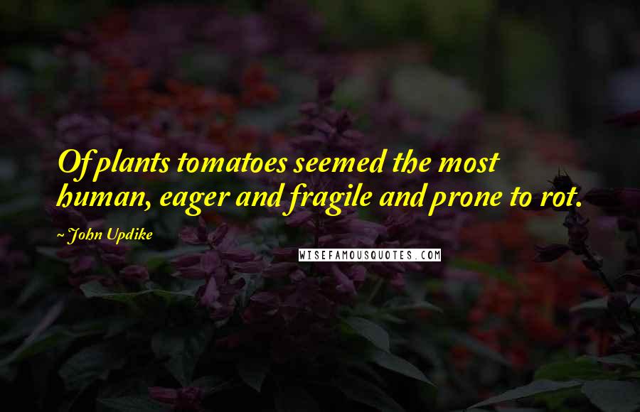 John Updike Quotes: Of plants tomatoes seemed the most human, eager and fragile and prone to rot.