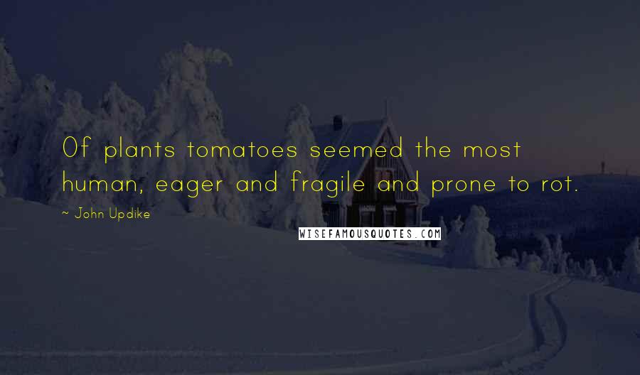 John Updike Quotes: Of plants tomatoes seemed the most human, eager and fragile and prone to rot.