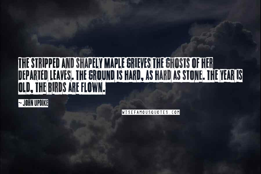 John Updike Quotes: The stripped and shapely Maple grieves The ghosts of her Departed leaves. The ground is hard, As hard as stone. The year is old, The birds are flown.