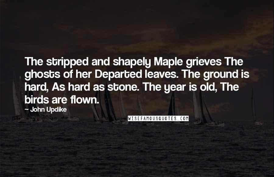 John Updike Quotes: The stripped and shapely Maple grieves The ghosts of her Departed leaves. The ground is hard, As hard as stone. The year is old, The birds are flown.