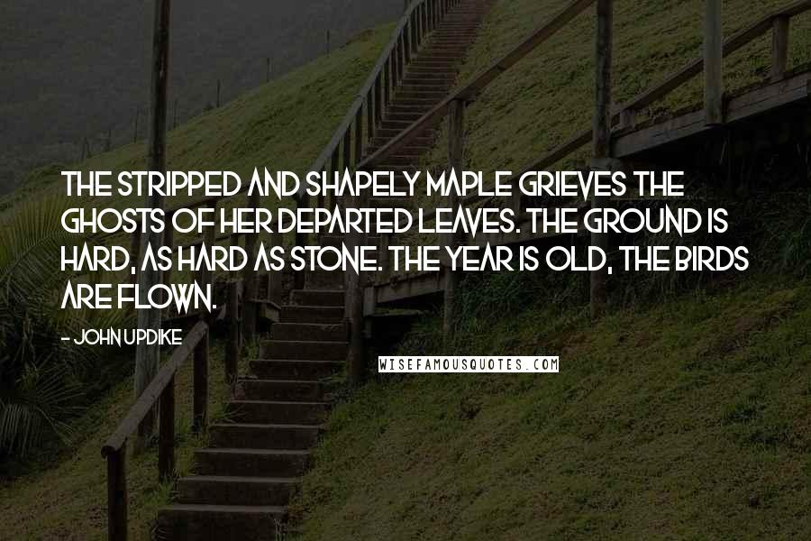 John Updike Quotes: The stripped and shapely Maple grieves The ghosts of her Departed leaves. The ground is hard, As hard as stone. The year is old, The birds are flown.