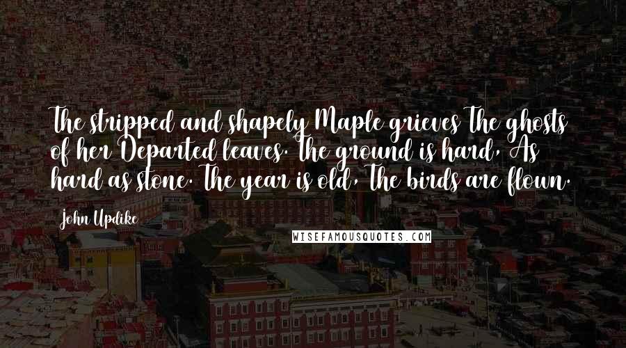 John Updike Quotes: The stripped and shapely Maple grieves The ghosts of her Departed leaves. The ground is hard, As hard as stone. The year is old, The birds are flown.