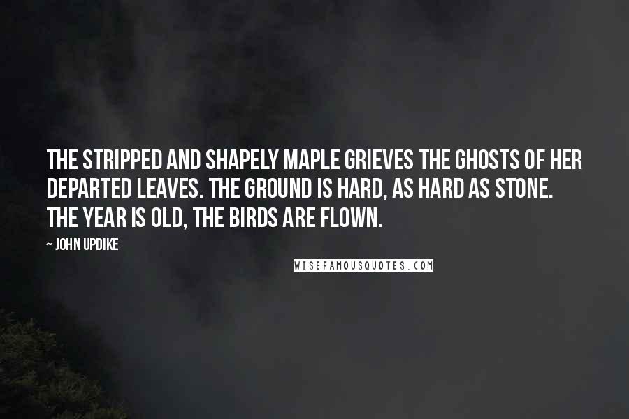 John Updike Quotes: The stripped and shapely Maple grieves The ghosts of her Departed leaves. The ground is hard, As hard as stone. The year is old, The birds are flown.