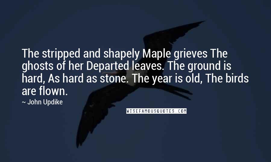 John Updike Quotes: The stripped and shapely Maple grieves The ghosts of her Departed leaves. The ground is hard, As hard as stone. The year is old, The birds are flown.