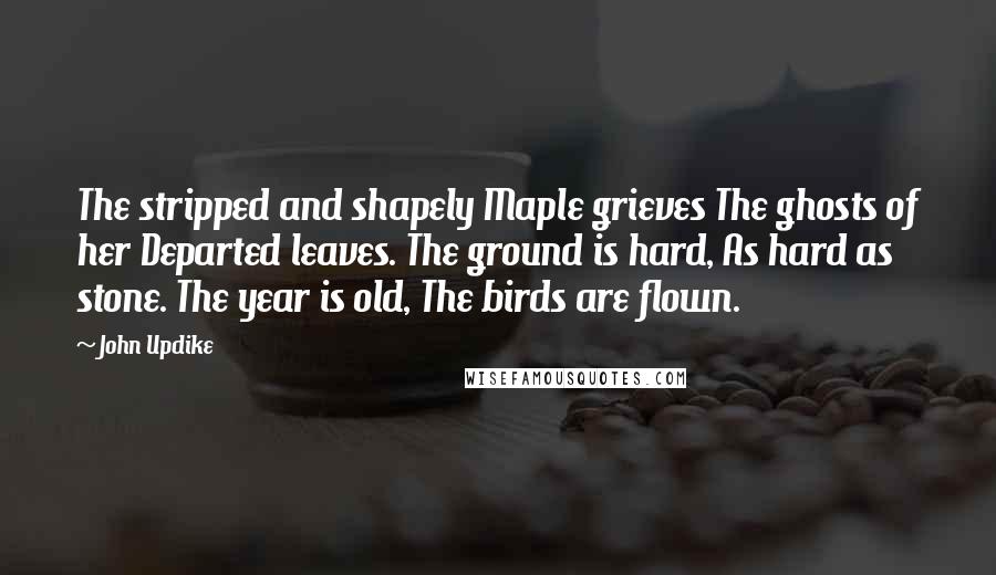 John Updike Quotes: The stripped and shapely Maple grieves The ghosts of her Departed leaves. The ground is hard, As hard as stone. The year is old, The birds are flown.