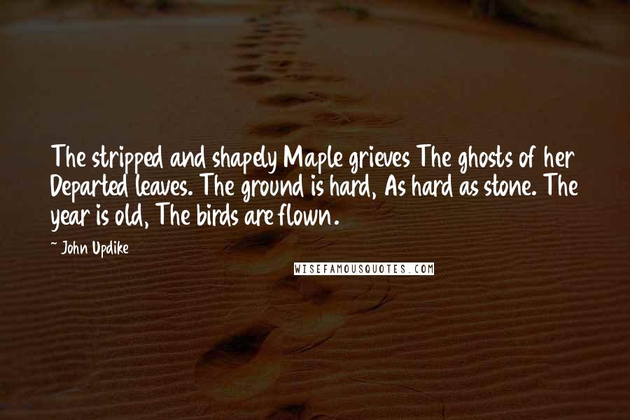 John Updike Quotes: The stripped and shapely Maple grieves The ghosts of her Departed leaves. The ground is hard, As hard as stone. The year is old, The birds are flown.