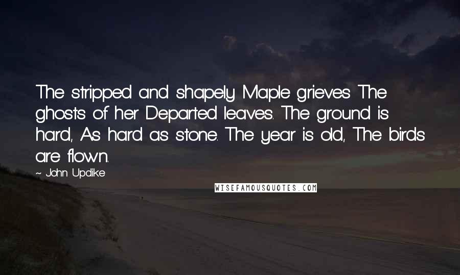 John Updike Quotes: The stripped and shapely Maple grieves The ghosts of her Departed leaves. The ground is hard, As hard as stone. The year is old, The birds are flown.