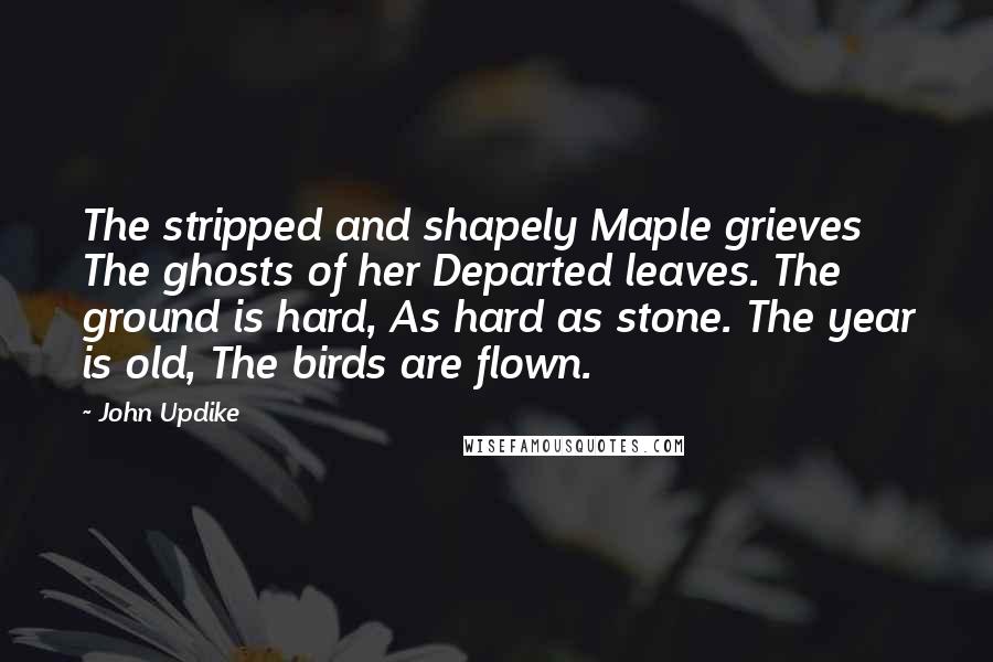 John Updike Quotes: The stripped and shapely Maple grieves The ghosts of her Departed leaves. The ground is hard, As hard as stone. The year is old, The birds are flown.