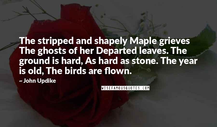 John Updike Quotes: The stripped and shapely Maple grieves The ghosts of her Departed leaves. The ground is hard, As hard as stone. The year is old, The birds are flown.