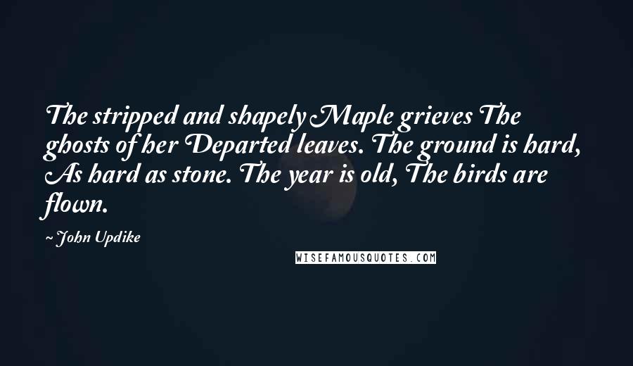 John Updike Quotes: The stripped and shapely Maple grieves The ghosts of her Departed leaves. The ground is hard, As hard as stone. The year is old, The birds are flown.