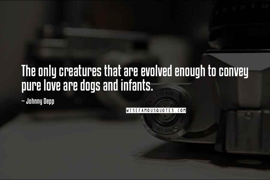 Johnny Depp Quotes: The only creatures that are evolved enough to convey pure love are dogs and infants.