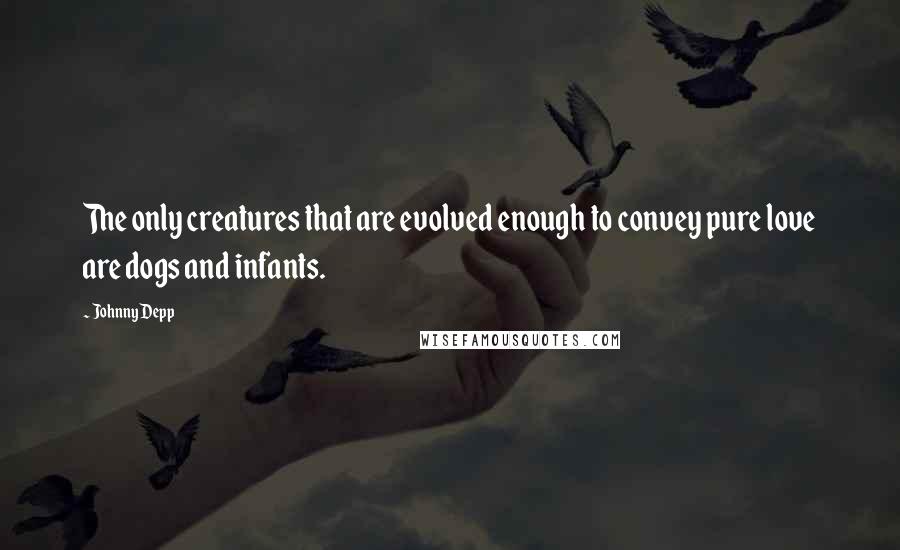 Johnny Depp Quotes: The only creatures that are evolved enough to convey pure love are dogs and infants.