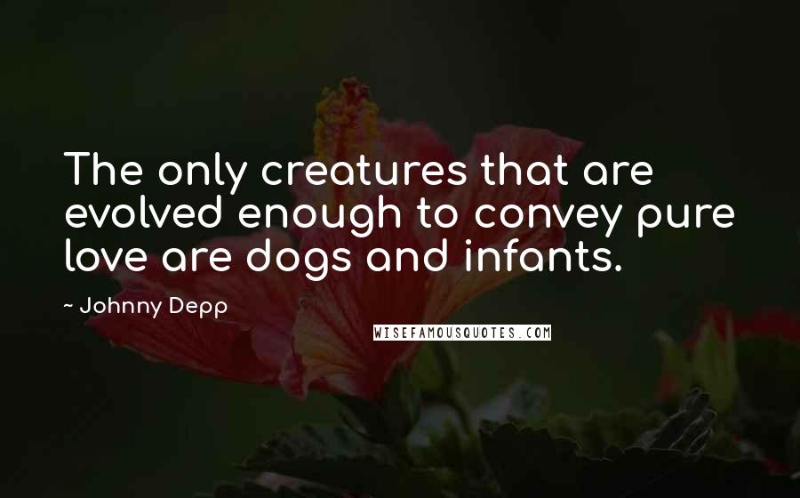 Johnny Depp Quotes: The only creatures that are evolved enough to convey pure love are dogs and infants.