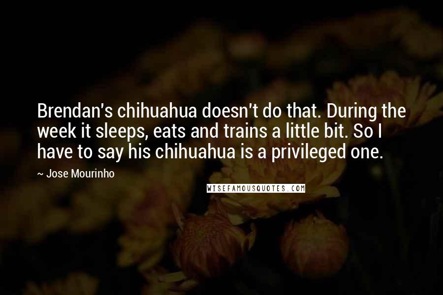 Jose Mourinho Quotes: Brendan's chihuahua doesn't do that. During the week it sleeps, eats and trains a little bit. So I have to say his chihuahua is a privileged one.