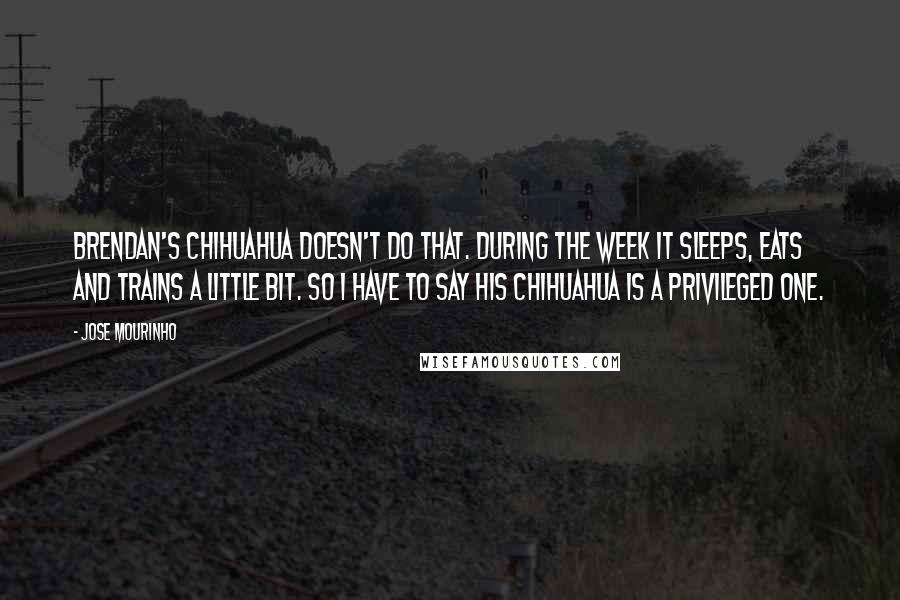 Jose Mourinho Quotes: Brendan's chihuahua doesn't do that. During the week it sleeps, eats and trains a little bit. So I have to say his chihuahua is a privileged one.